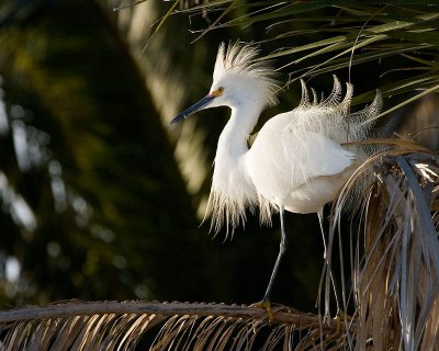 Snowy Egret
