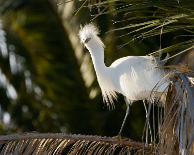 Snowy Egret