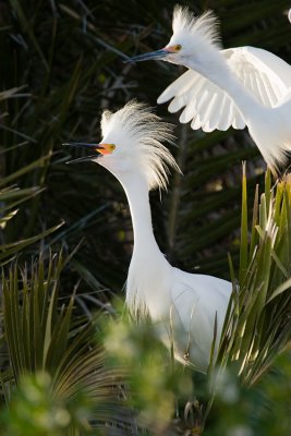 Snowy Egret