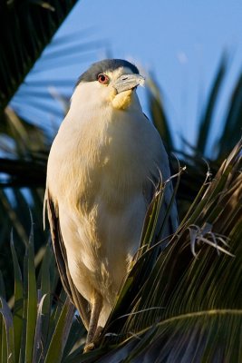 Black-crowned Night Heron