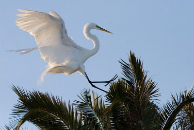 Great Egret