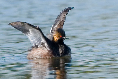 Eared Grebe, courtship display