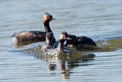 Eared Grebes chasing each other
