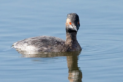 Eared Grebe, partial breeding plumage