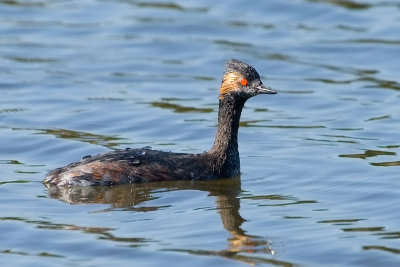 Eared Grebe, partial breeding plumage