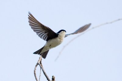 Tree Swallow