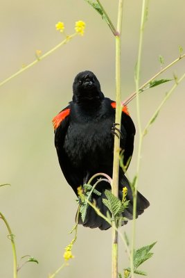 Red-winged Blackbird calling