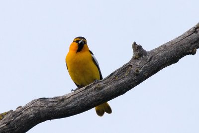 Bullock's Oriole