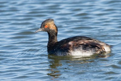 Eared Grebe