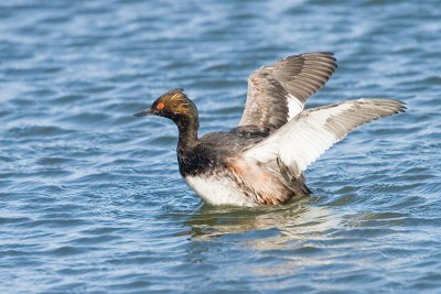 Eared Grebe