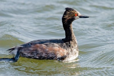 Eared Grebe