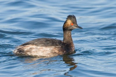 Eared Grebe