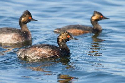 Eared Grebes