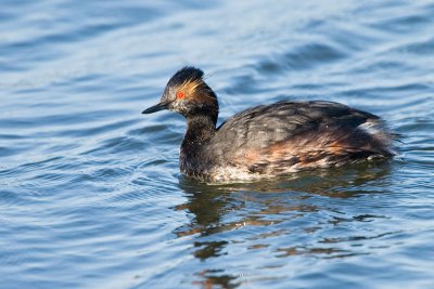 Eared Grebe