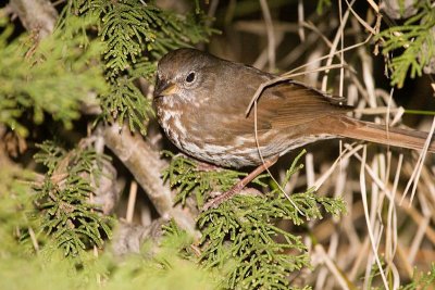 Fox Sparrow