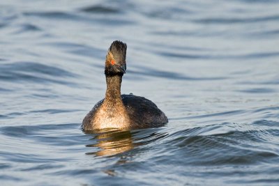 Eared Grebe