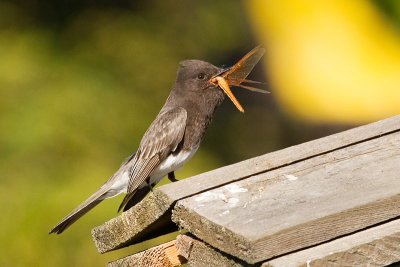 Black Phoebe swallowing dragonfly