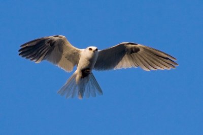 White-tailed Kite with rodent