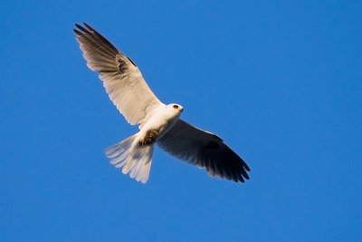 White-tailed Kite with rodent