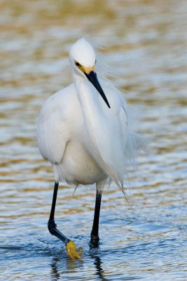 Snowy Egret