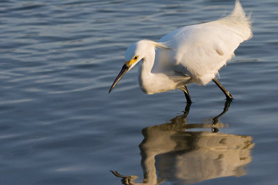 Snowy Egret