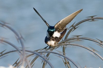 Tree Swallows mating