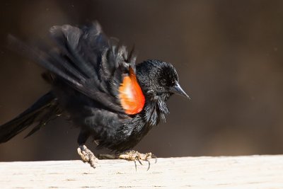 Red-winged Blackbird after bathing
