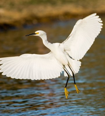 Snowy Egret