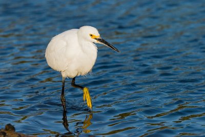 Snowy Egret