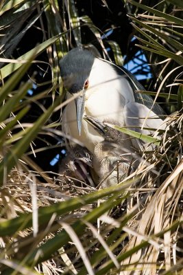 Black-crowned Night Heron with chicks