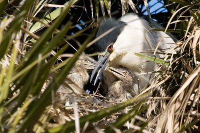 Black-crowned Night Heron with chicks