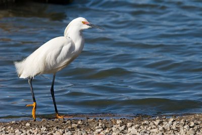 Snowy Egret
