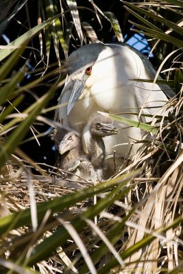 Black-crowned Night Heron with chicks