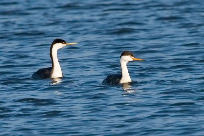 Western Grebe and Clarks Grebe