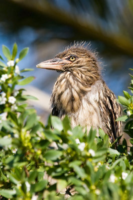 Black-crowned Night Heron chick