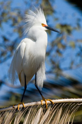 Snowy Egret