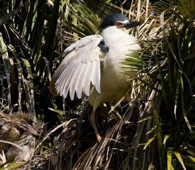 Black-crowned Night Heron with chicks