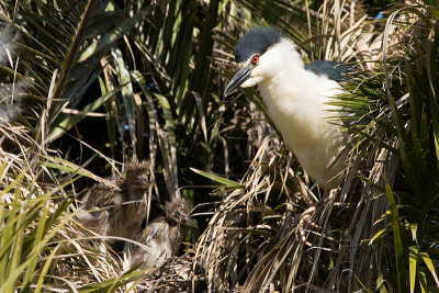 Black-crowned Night Heron with chicks