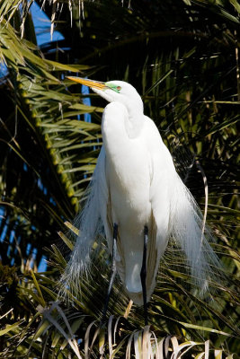 Great Egret