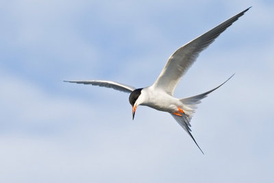 Forster's Tern