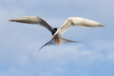 Forster's Tern