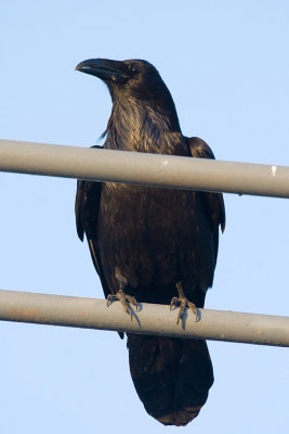 Common Raven