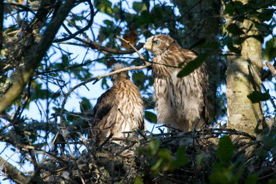 Cooper's Hawk fledglings