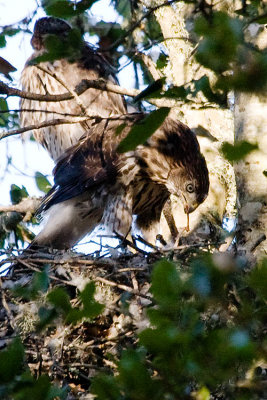 Cooper's Hawk fledgling eating