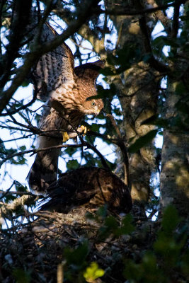 Cooper's Hawk fledgling