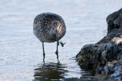 Willet with crab