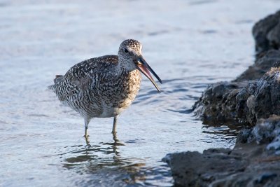 Willet swallowing clam