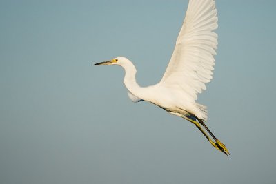 Snowy Egret, juvenile