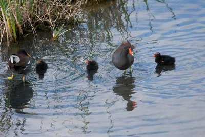 Common Moorhens, 2 adults and 3 chicks