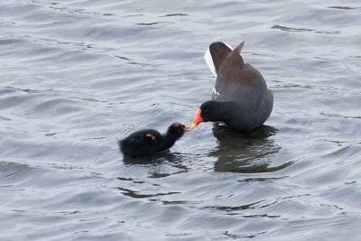 Common Moorhen feeding chick